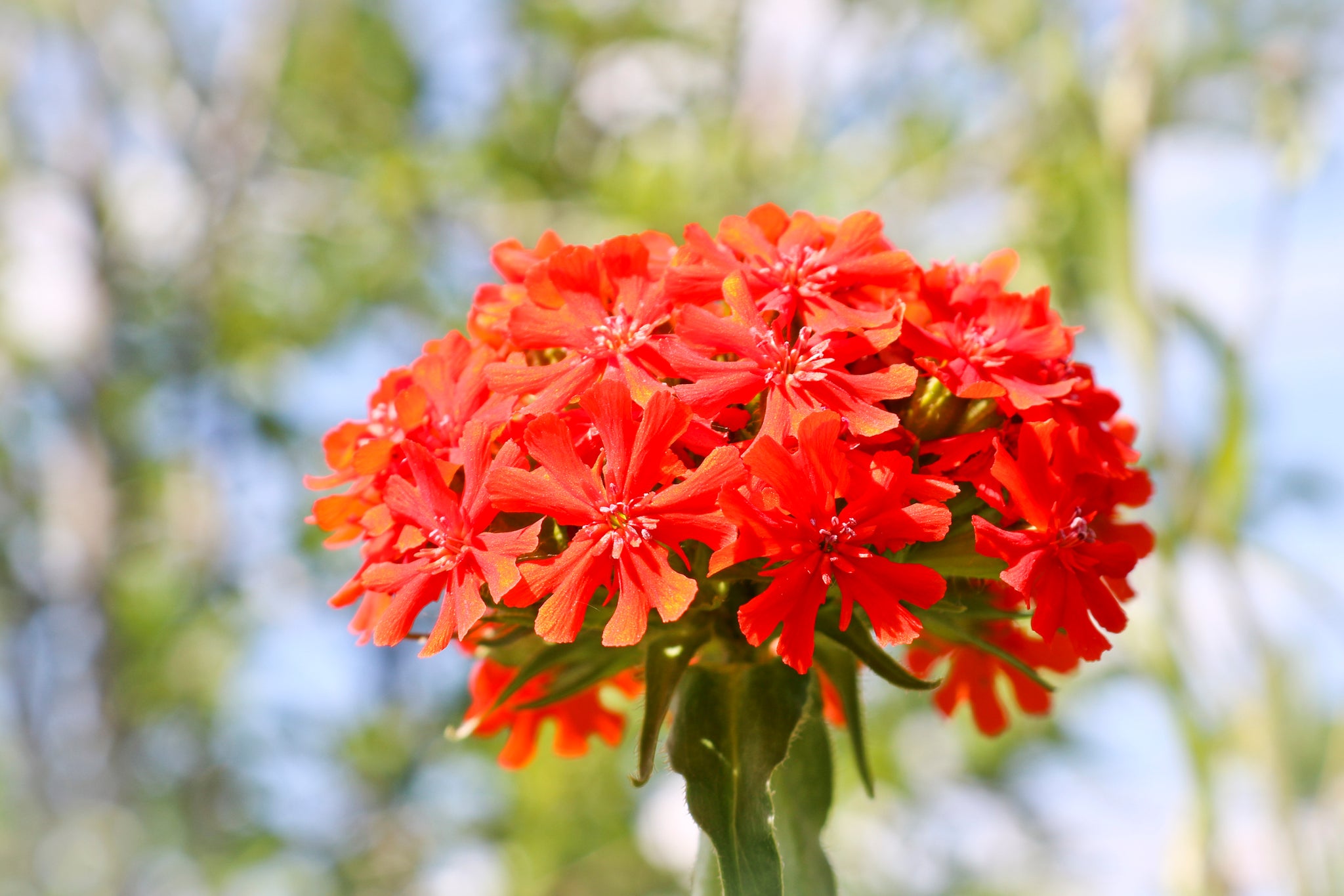 Red Lychnis  Seeds