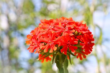 Red Lychnis  Seeds