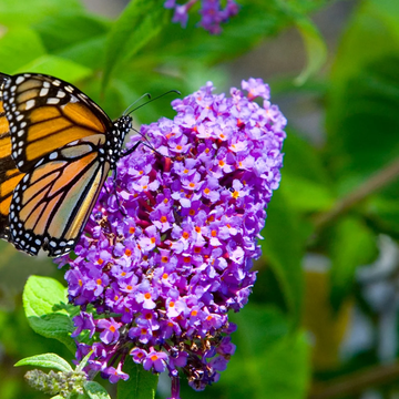 Butterfly Bush Seeds – Mixed Varieties