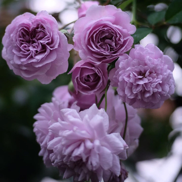 Rose Seeds – Purple Climbing