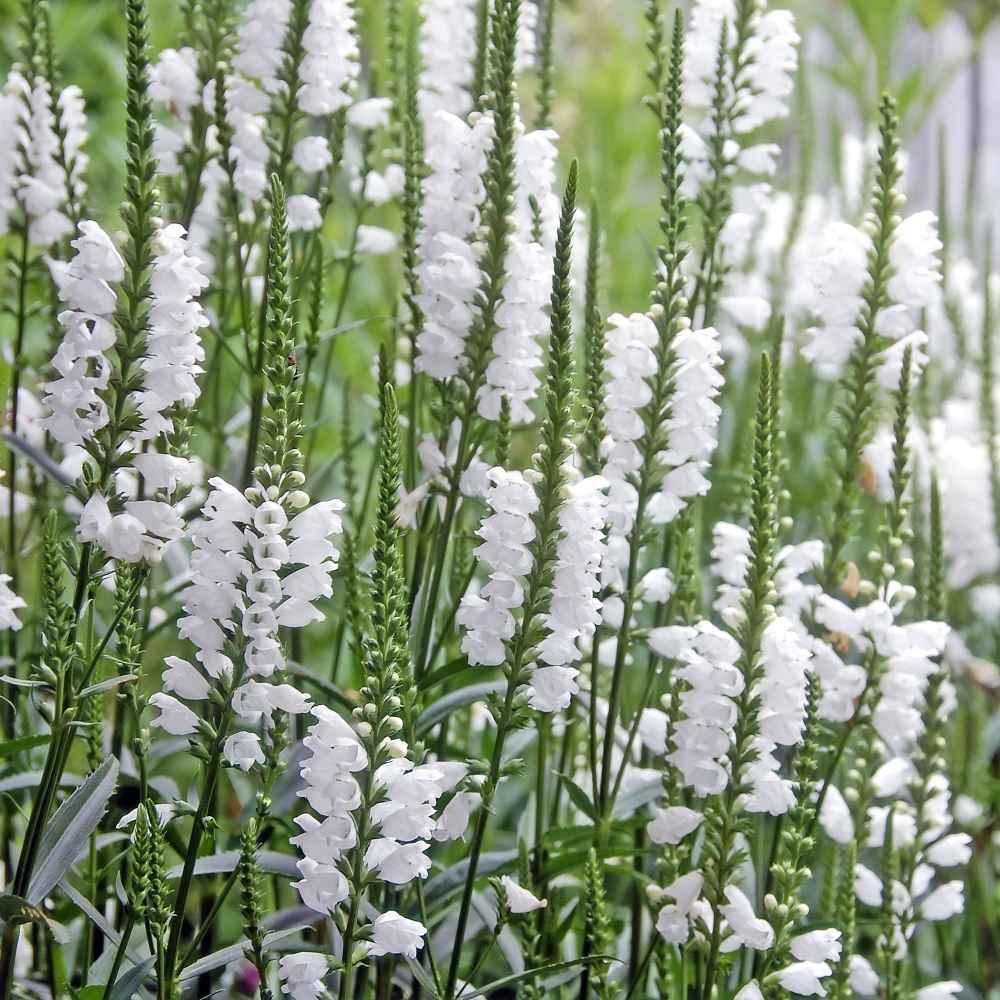 Obedient Plant Seeds – White