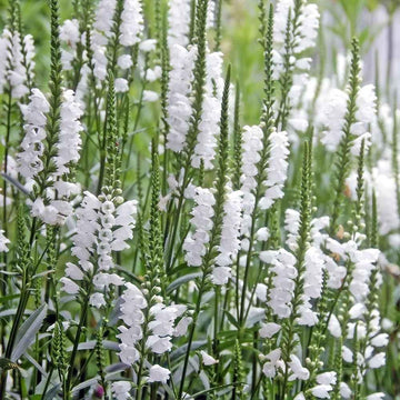 Obedient Plant Seeds – White