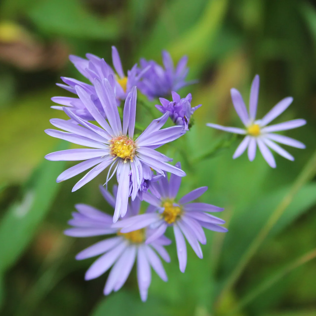 Aster Seeds – Sky Blue