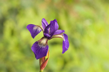 Iris Seeds – Bearded