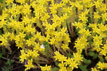 Gold Moss Sedum Seeds – Ground Cover Succulent