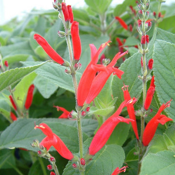 Pineapple Sage Seeds – Aromatic Perennial
