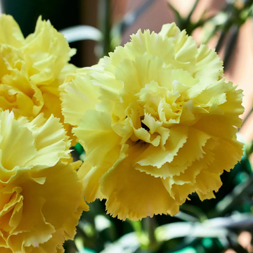 Carnation Seeds - Yellow