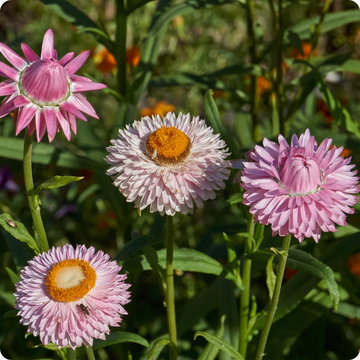 Strawflower Seeds – Heirloom, Long-Lasting, Colorful Blooms