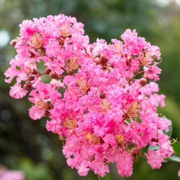 Crepe Myrtle Seeds – Pink