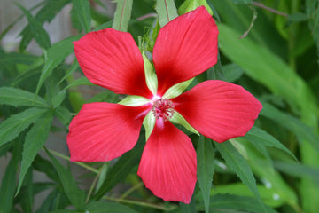 Hibiscus Seeds – Texas Star Red