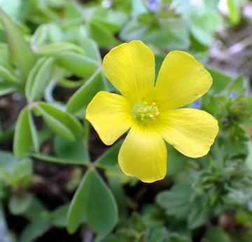 Oxalis Seeds – Wood Sorrel