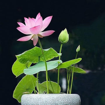 Lotus Seeds – Root