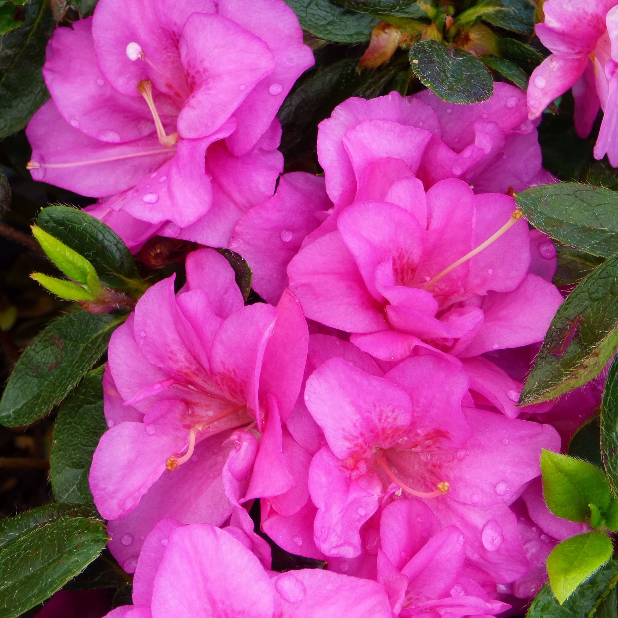 Japanese Azalea Seeds – Evergreen Shrub