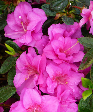 Japanese Azalea Seeds – Evergreen Shrub