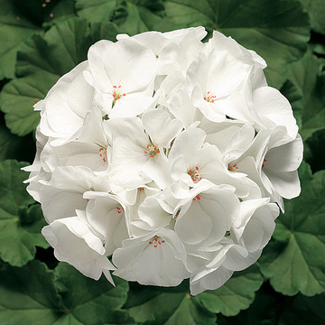 Geranium Seeds – White
