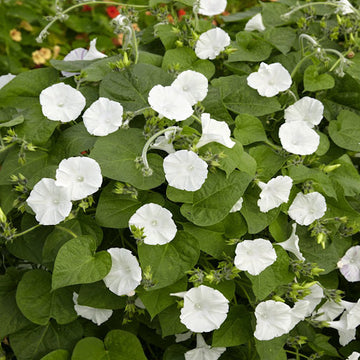 Moon Seeds – Night Blooming Vine