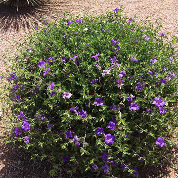 Purple Desert Seeds – Drought Tolerant Wildflower