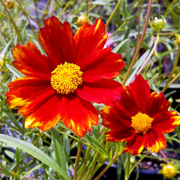 Coreopsis Seeds – Mercury Rising