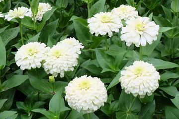 Zinnia Seeds – Polar Bear