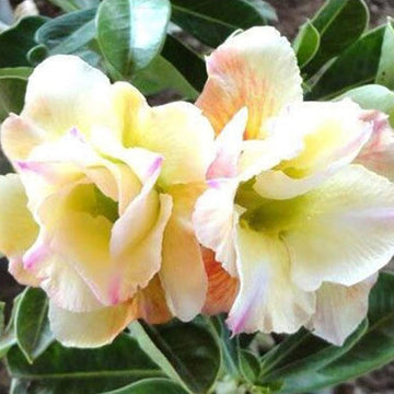Desert Rose  Seeds – Yellow & White