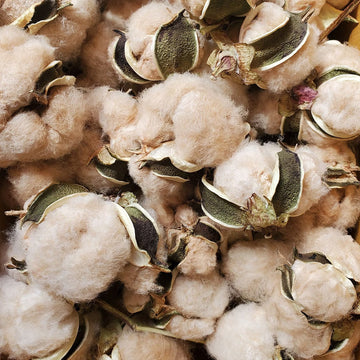 Cotton Seeds – Sea Island Brown