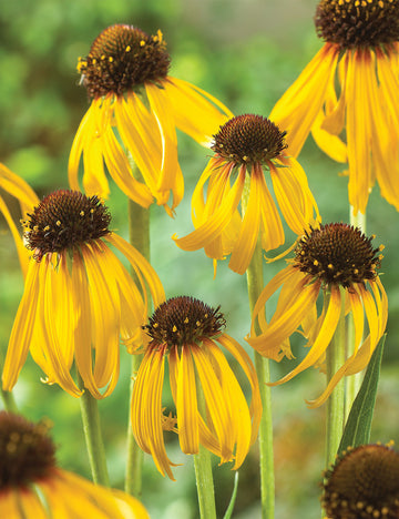 Coneflower Seeds – Yellow
