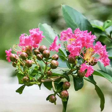 Crape Myrtle Seeds – Pink