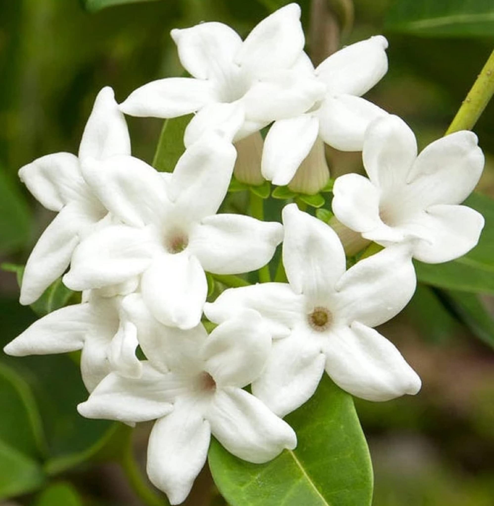 Madagascar Jasmine Seeds – Stephanotis