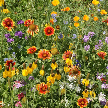 Wildflower Seeds - Southwest Mix