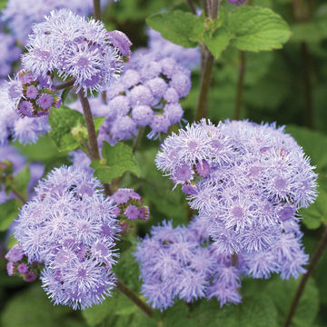 Blue Mistflower Seeds – Perennial, Attracts Butterflies