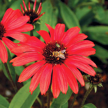 Echinacea Seeds – Red Ruby Coneflower