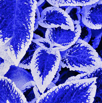 Coleus Seeds – Blue and White