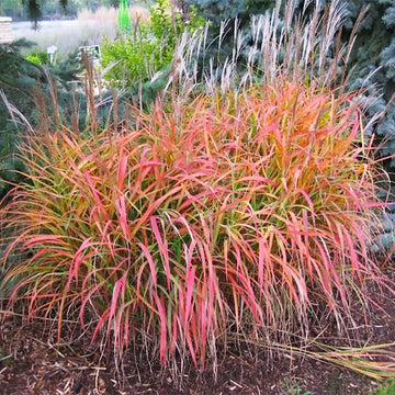 Flame Ornamental Grass Seeds