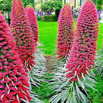 Echium Seeds – Wildpretii Tower of Jewels