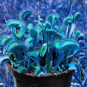 Venus Fly trap Seeds – Blue Exotic