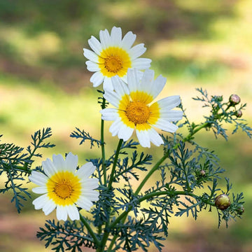 Glebionis Coronaria Seeds – Garland Daisy