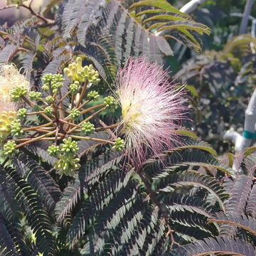 Mimosa Seeds – Chocolate