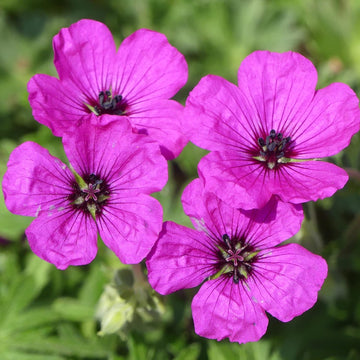 Geranium Seeds – Subcaulescens