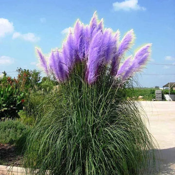 Pampas Grass Seeds – Purple