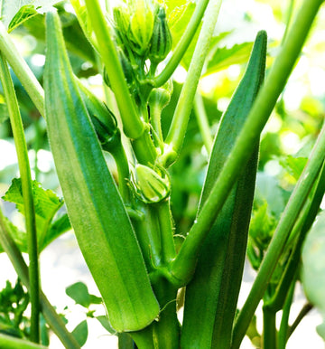 Okra Seeds – Clemson