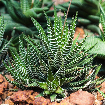 Haworthia Zebra Seeds – Succulent