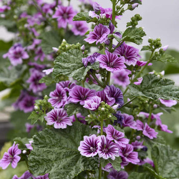 High Mallow Seeds – Tall Blooming