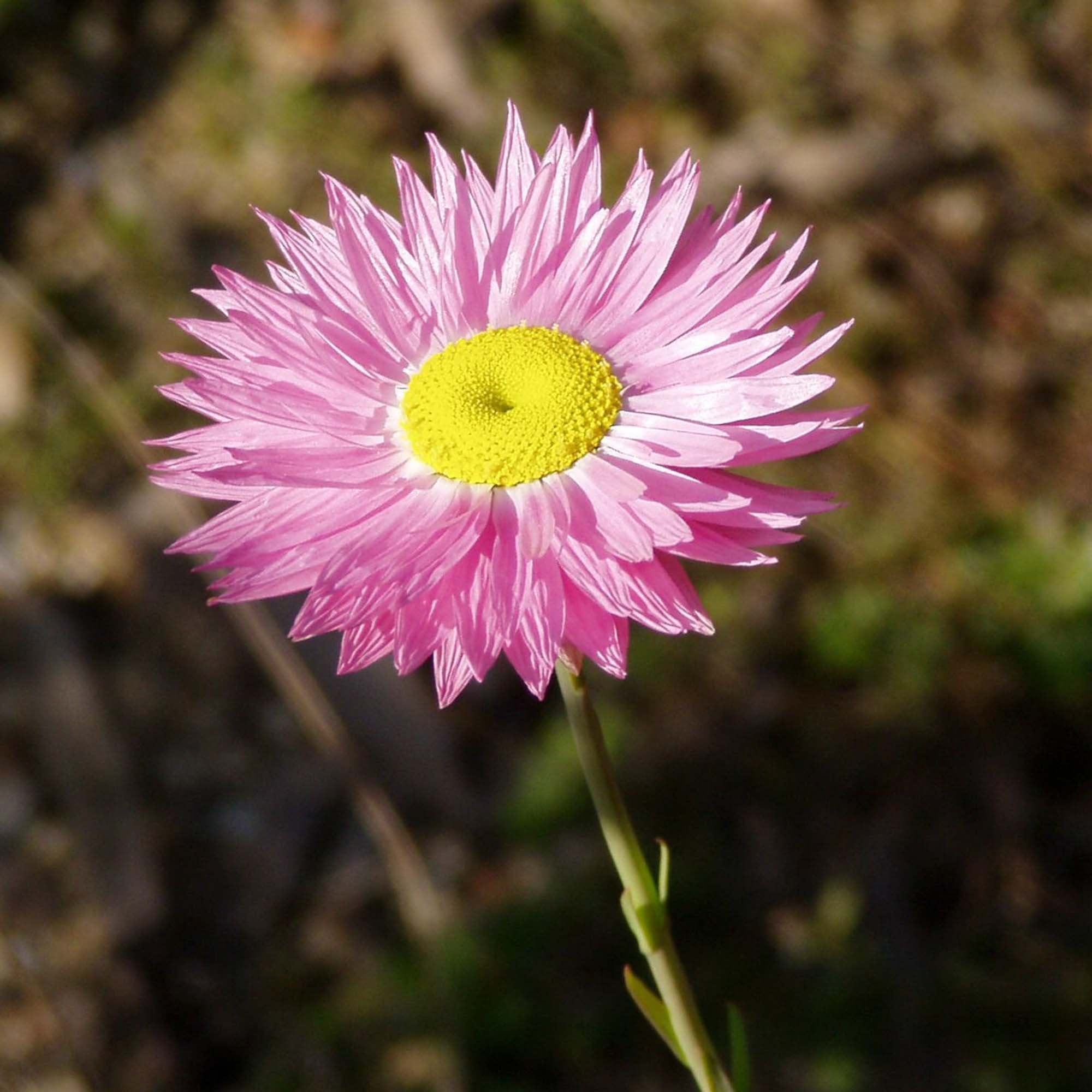 Rhodanthe Chlorocephala Rosea Seeds – Everlasting Daisy