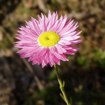 Rhodanthe Chlorocephala Rosea Seeds – Everlasting Daisy