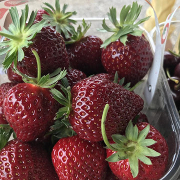 Strawberry Seeds – Purple Wonder, Unique Garden Variety