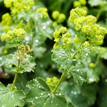 Lady’s Mantle – Alchemilla Mollis Seeds