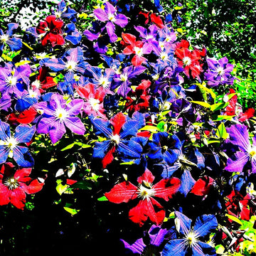 Clematis Seeds – Mixed Colors Vine