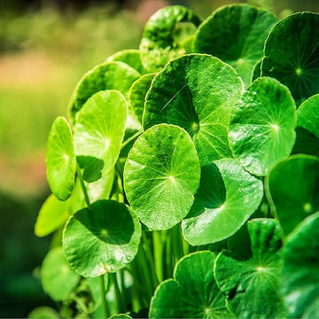Gotu Kola Seeds – Spadeleaf