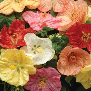 Abutilon Seeds – Hybridum