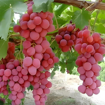 Grape Seeds – Red Globe, Large Cluster Variety